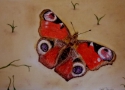 A friend....a Butterfly....Oil painting by Edel