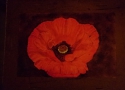 The Poppy!......oil paint.....Edel